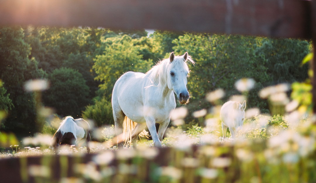 Wo kann man reiten?